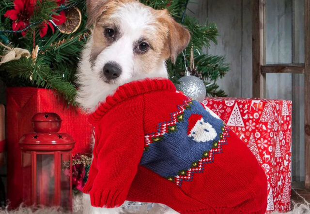 5 maglioni di Natale per cani: caldi e bellissimi, ideali per Fido