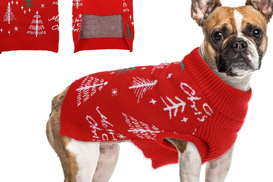 maglione per cucciolo di cane boxer