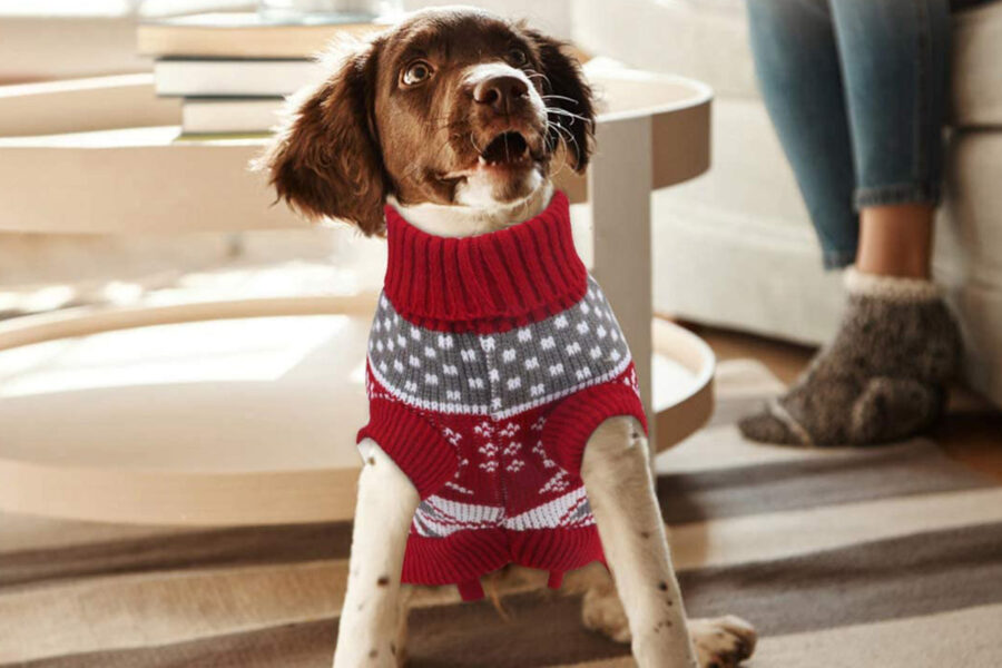 cucciolo di cane allegro a natale