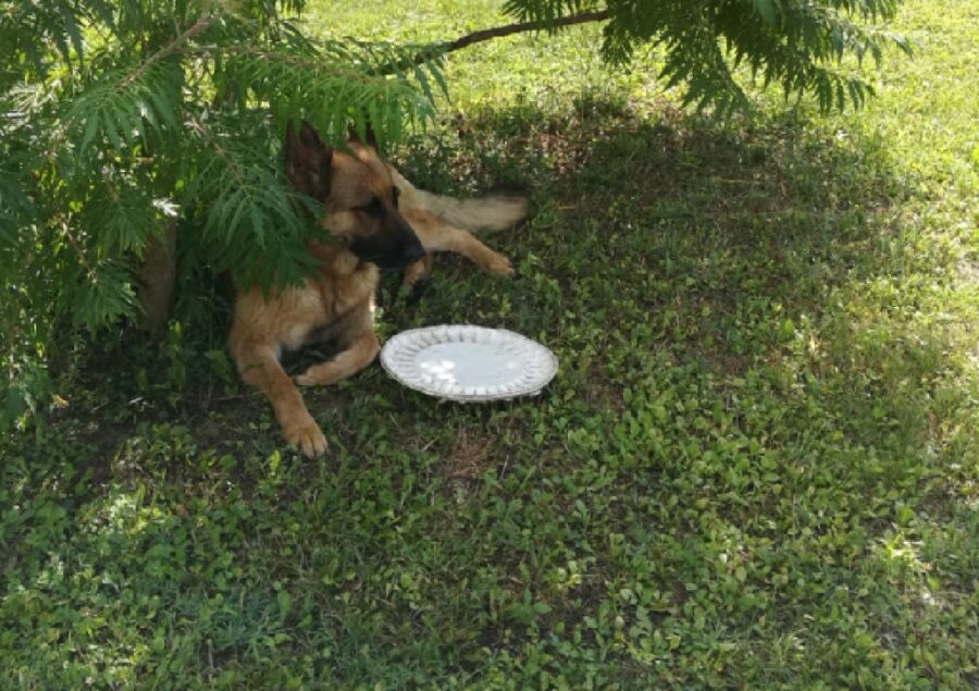 cagnolina sotto rami pianta