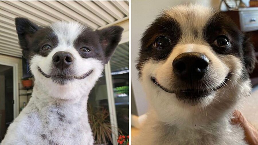 cagnolino sfoggia il suo gran sorriso sempre