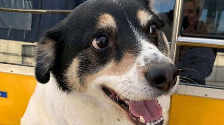 muso di cane tricolore