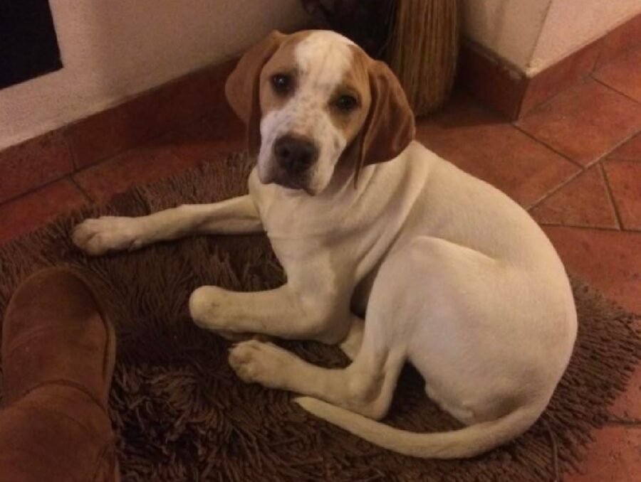 cagnolino disteso su tappeto