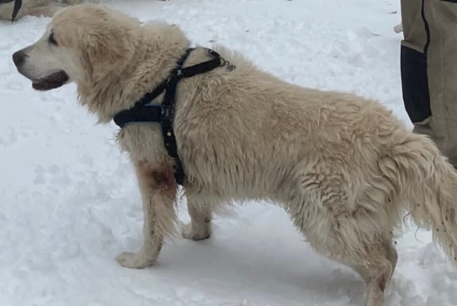 cane sulla neve bianca