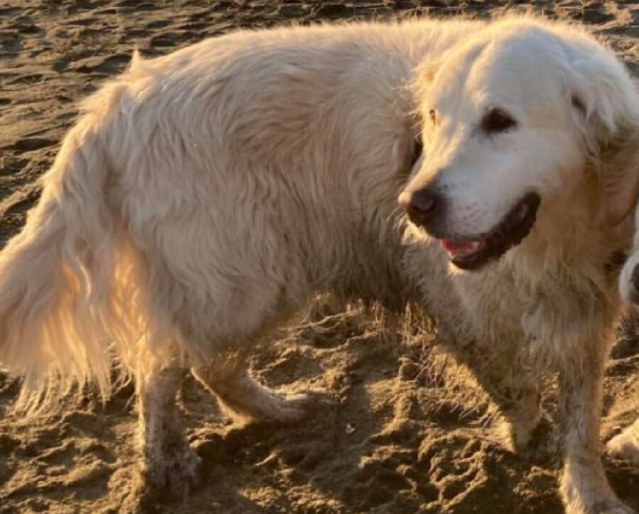 cane gioca sulla spiaggia