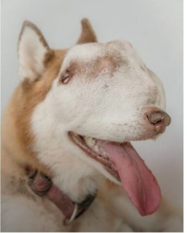 Cucciolo di cane ha una particolarità sul viso che lo rende speciale