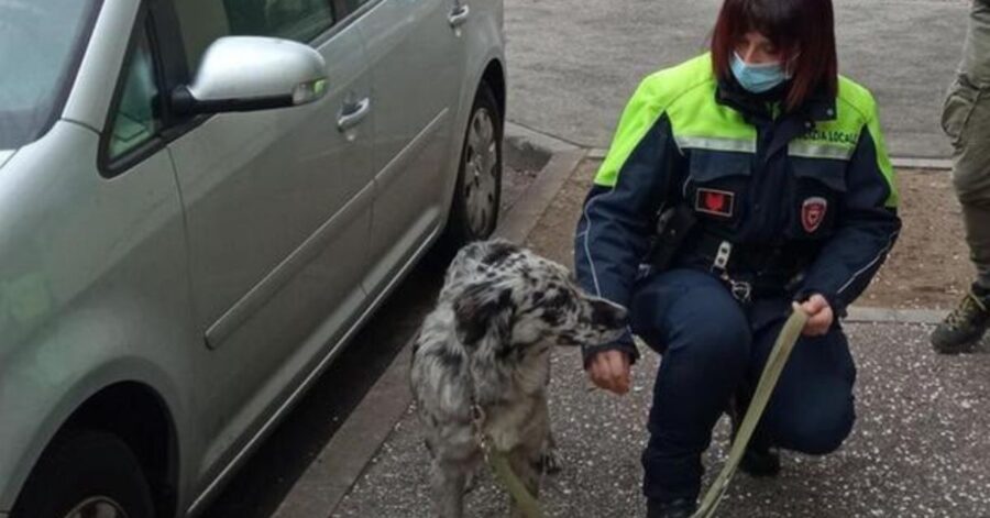 pallina cagnolina picchiata a trento