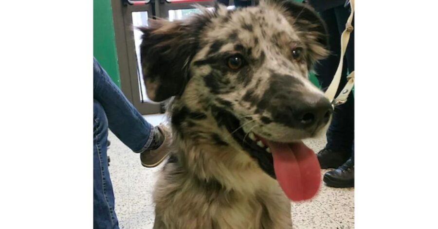 pallina cagnolina picchiata a trento