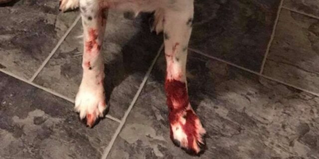 Trovano il cucciolo tutto sporco di rosso, pensavano fosse sangue