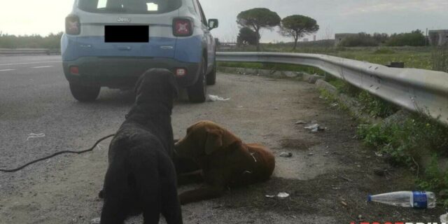 Tre Labrador smarriti vagano per chilometri lontano da casa: salvati dalla Polizia