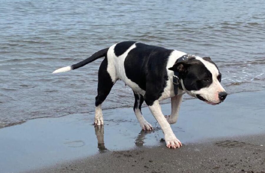 cagnolina amstaff cammina spiaggia