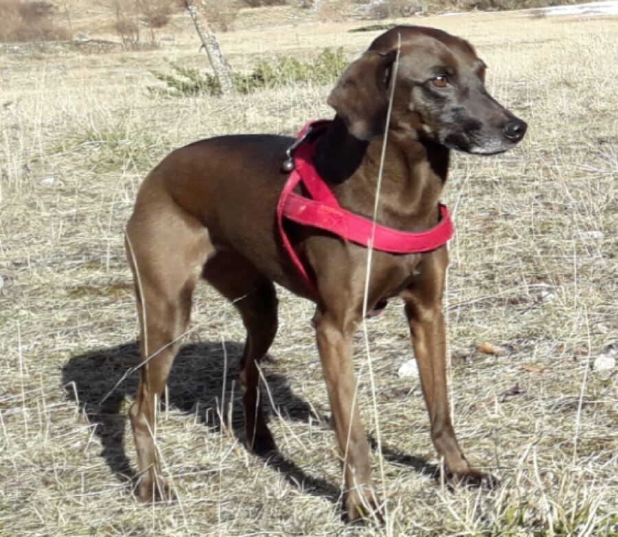 cagnolina cioko campo aperto