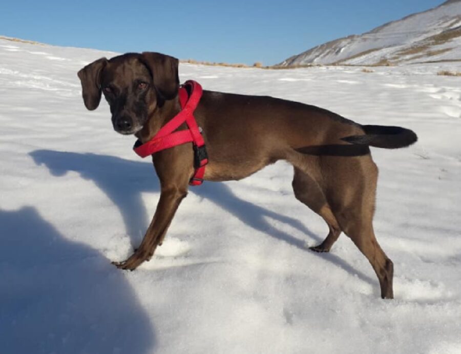 cagnolina pettorina sulla neve