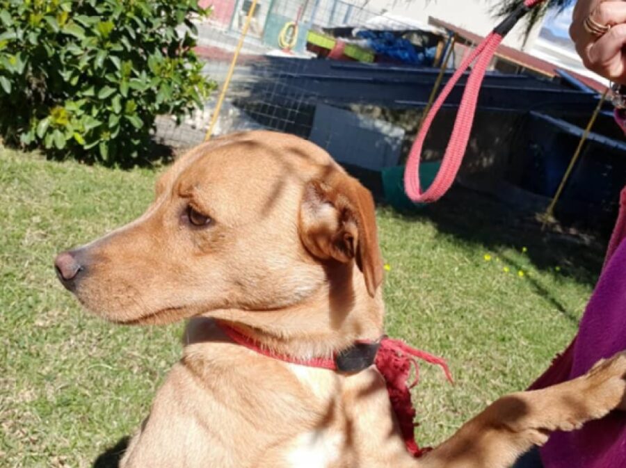 cane indossa collare rosso