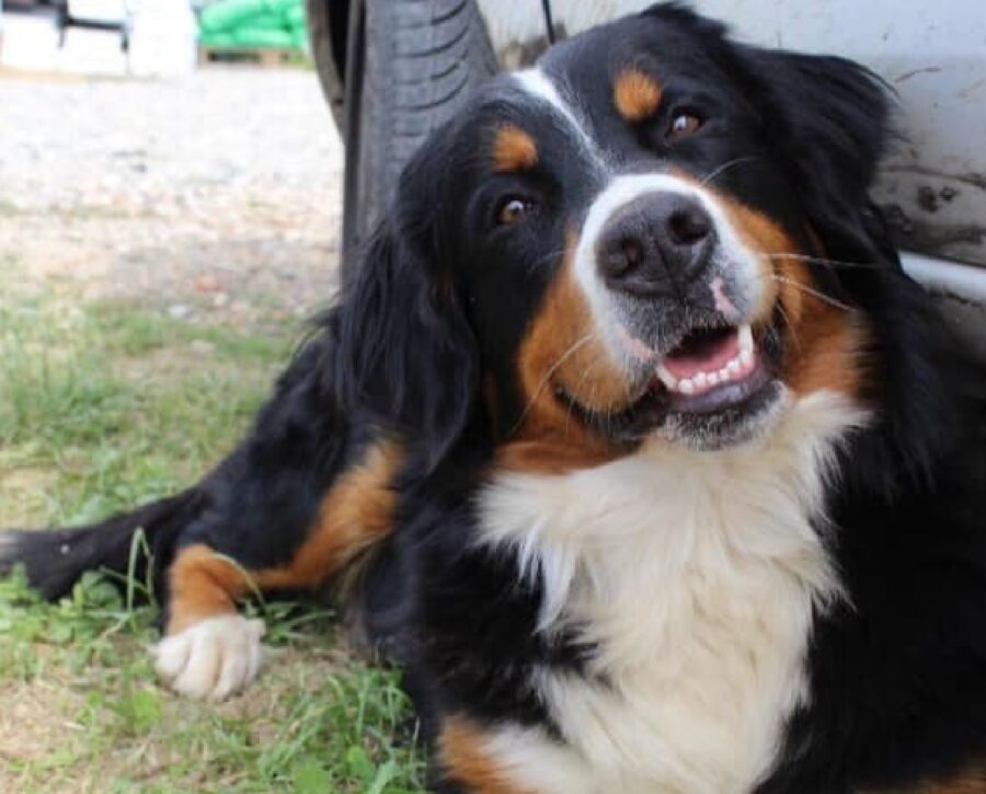 cane bovaro del bernese sorriso