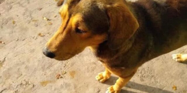 Rodolfo, il cane ucciso a colpi di machete: custodia cautelare per l’assassino