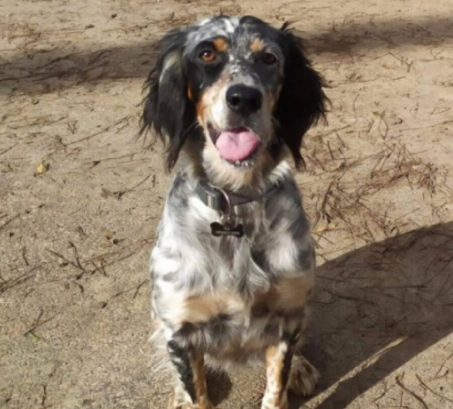 cane setter pelo tricolore 