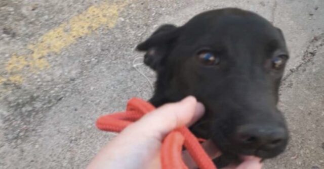 Valencia: i pompieri salvano un povero cucciolo caduto in un profondo pozzo