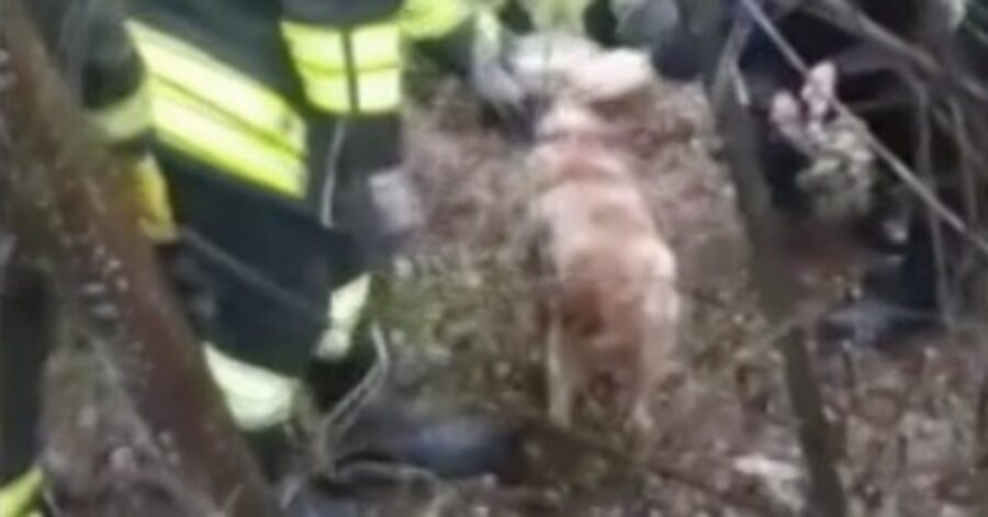 cagnolino salvato a Ponte Felcino