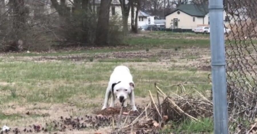 cane randagio bianco