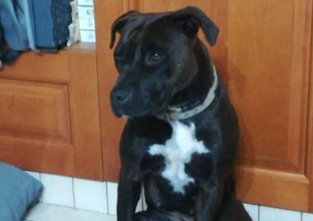 San Giorgio a Cremano, Kira manca a casa da giorni, l’appello per questa dolce Pitbull