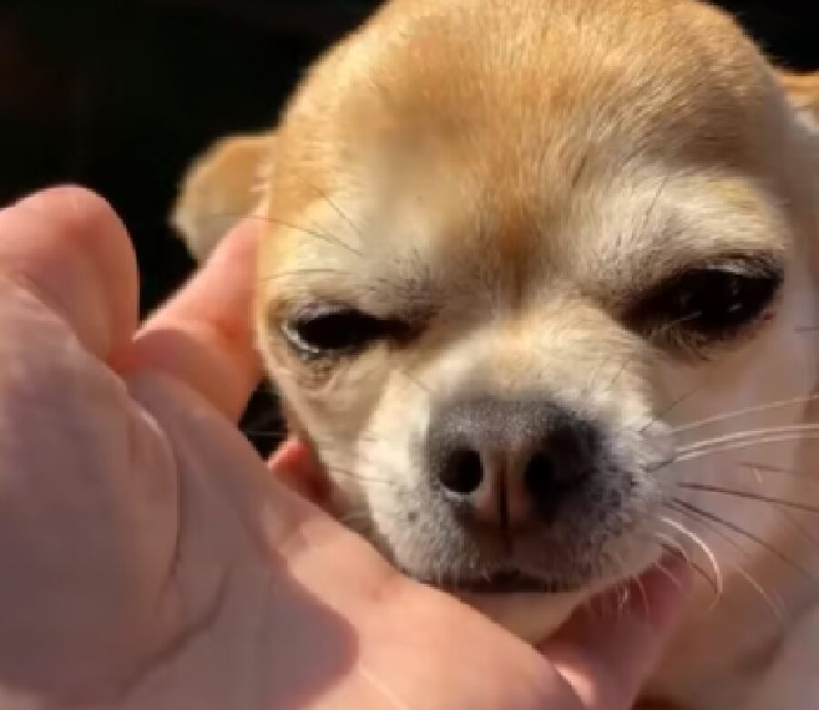 cagnolina volto chihuahua