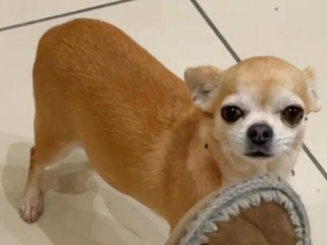 Sant’Anastasia, l’appello per ritrovare Dea, una cagnolina Chihuahua di 4 anni