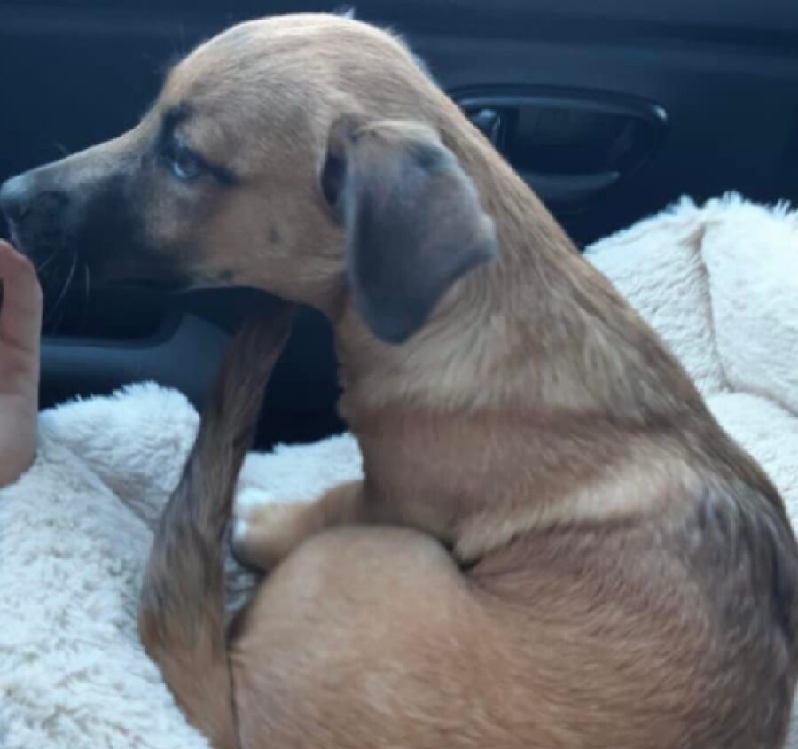 cagnolina meticcia pelo scuro