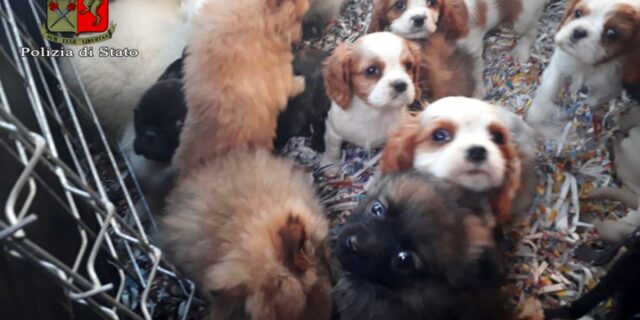 Bologna: 48 cuccioli di cane e 2 gatti sequestrati in un furgone proveniente dall’est Europa