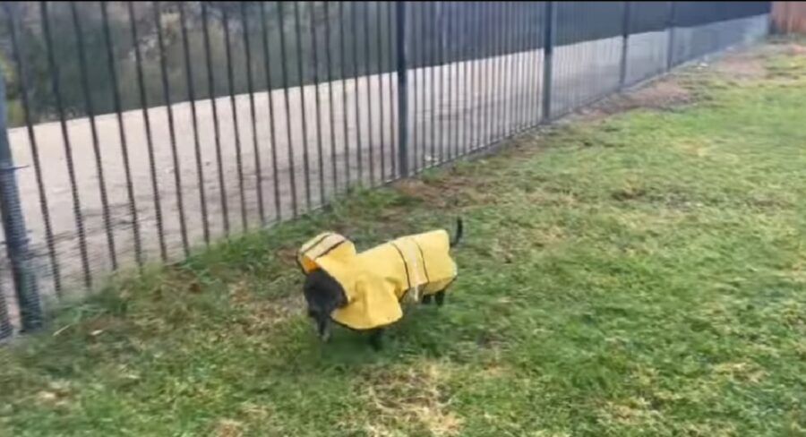 simpatico cagnolino indossa un impermeabile giallo