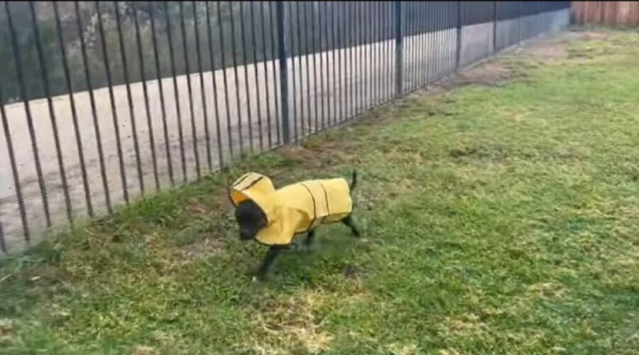 video di un simpatico cagnolino