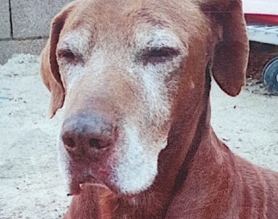 cane anziano pelo bianco sul viso