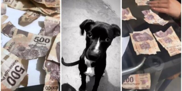 Due cani distruggono i risparmi della loro umana facendo a brandelli tutte le sue banconote