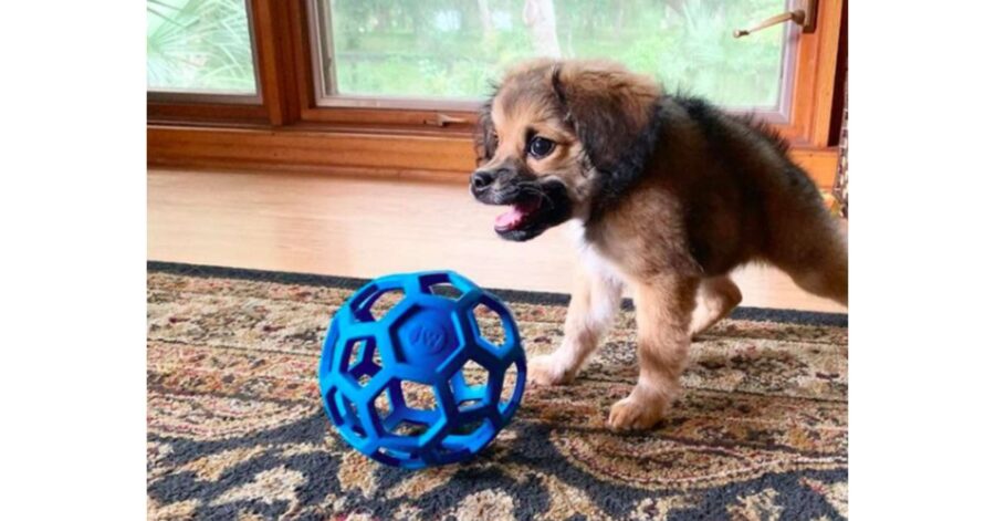 Tilly, la cagnolina nata con la sindrome della colonna vertebrale corta