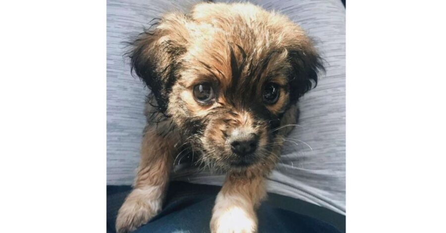 Tilly, la cagnolina nata con la sindrome della colonna vertebrale corta