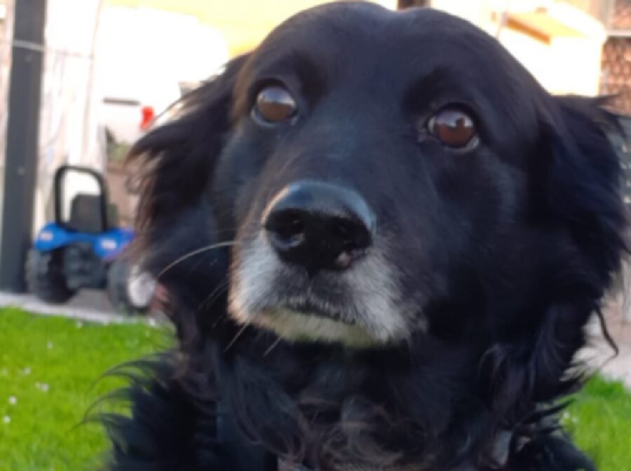 cane meticcio pelo nero e grigio sul muso