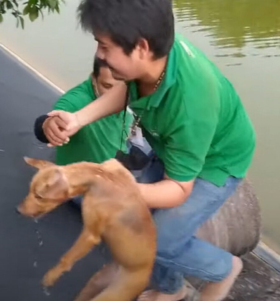 uomo salva cucciolo dal fiume