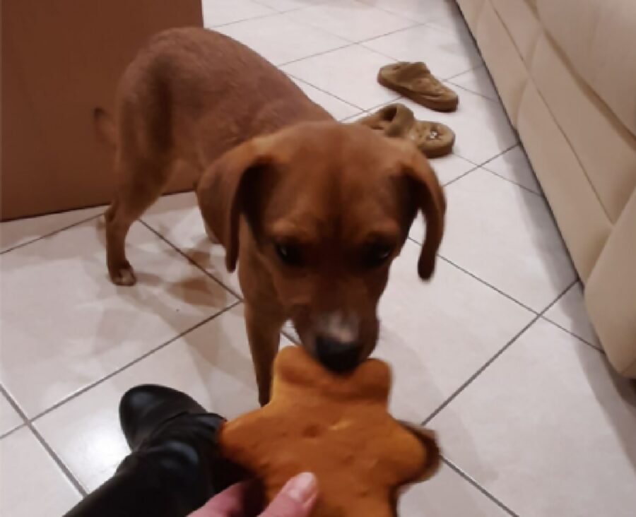 cagnolina ginger morde gioco