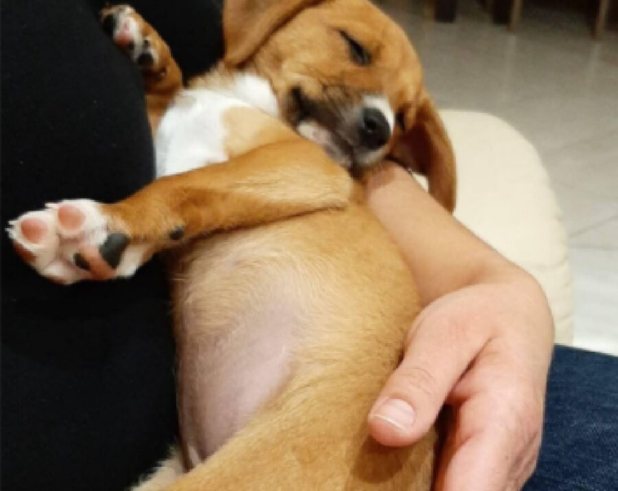 cagnolina ginger in braccio