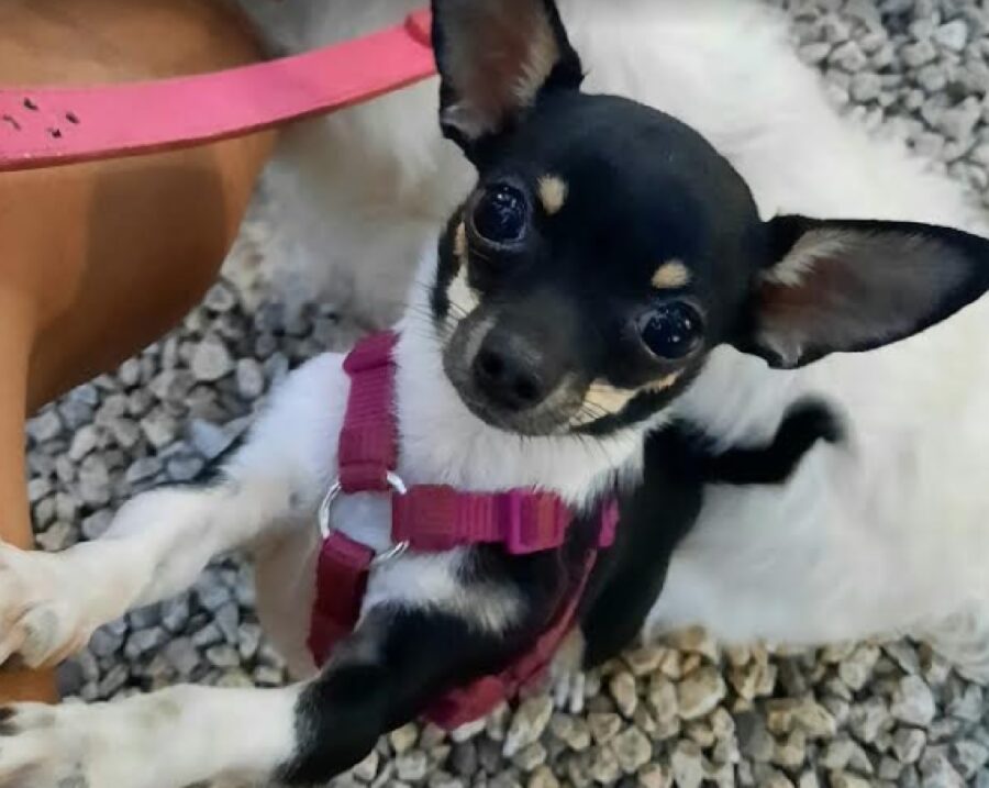 cagnolina charli chihuahua femmina