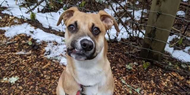 Zeke, il simpatico cagnolino con il “sorriso” storto cerca di nuovo una famiglia che lo ami