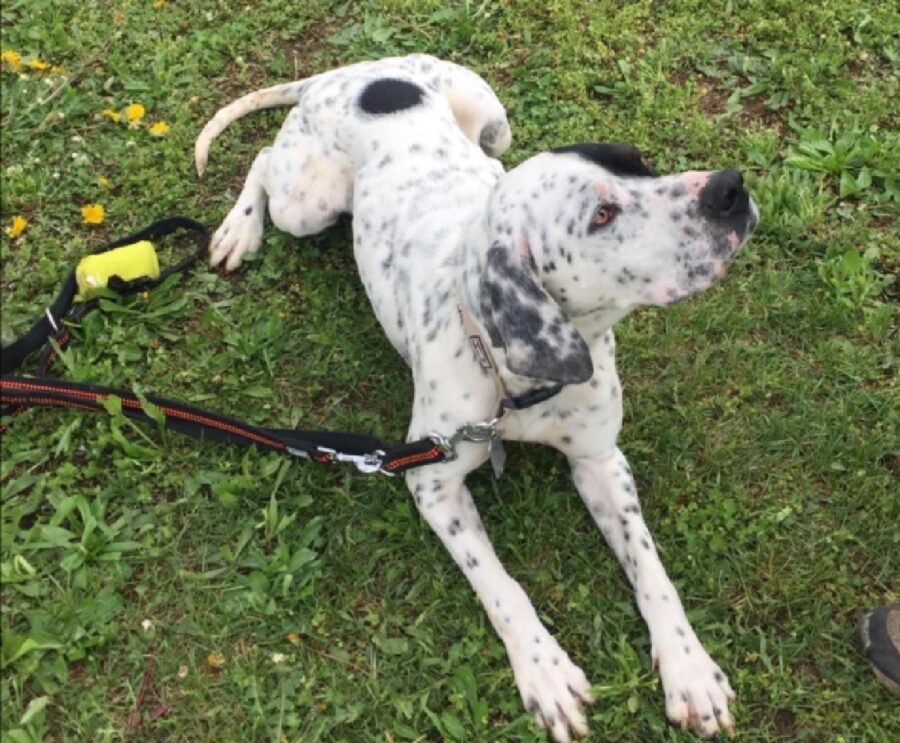 cane pelo bicolore macchia faccia