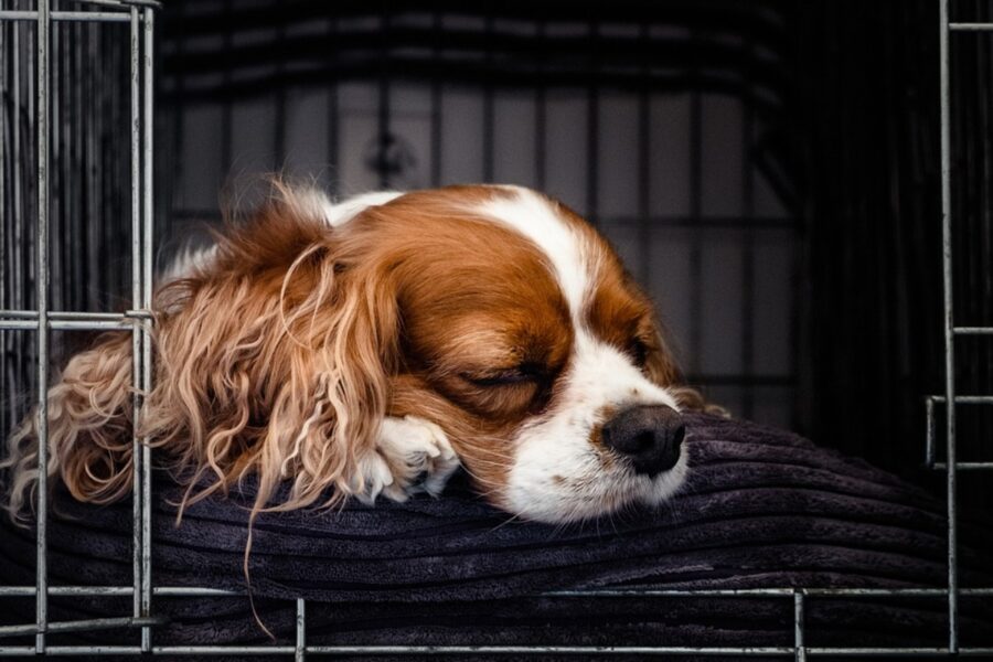 cocker spaniel dorme