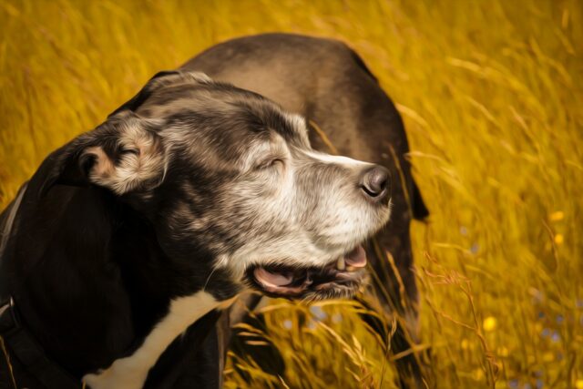 4 consigli per invogliare un cane anziano a mangiare