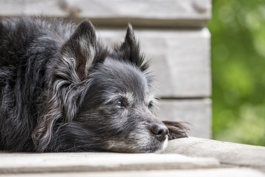 cucciolo peloso triste