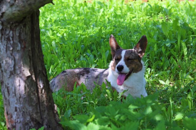 4 consigli per organizzare una routine perfetta per un cane