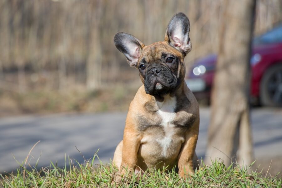 peloso bulldog francese