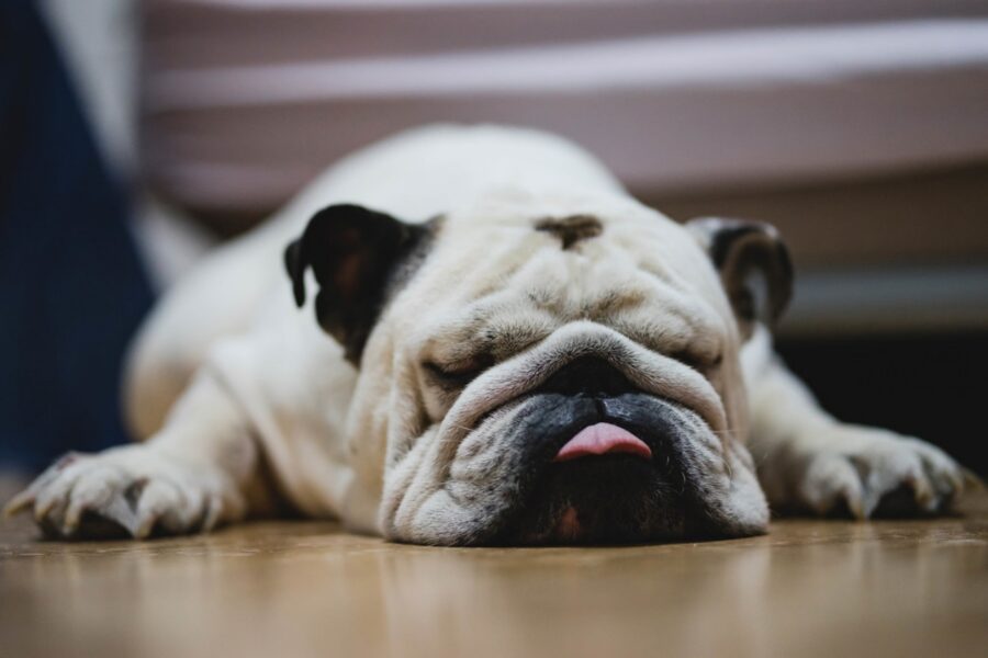 bulldog inglese dorme