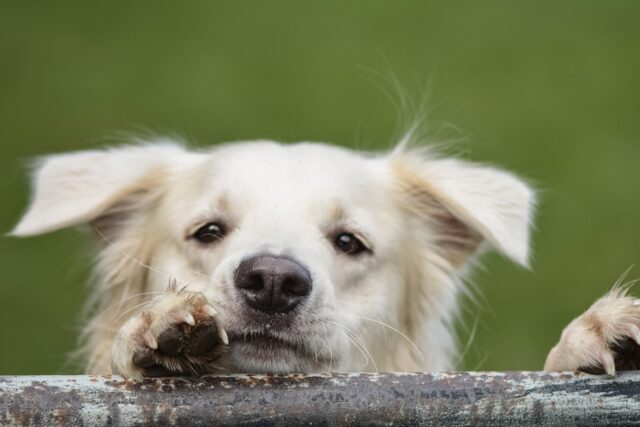 4 metodi per capire quanti cani è meglio avere dentro casa