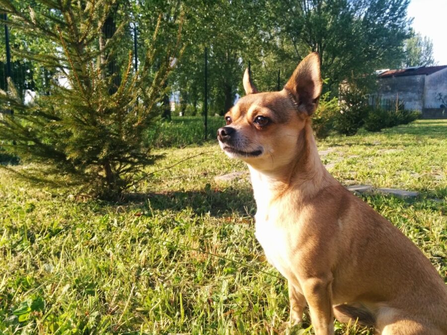 chihuahua cane piccolo